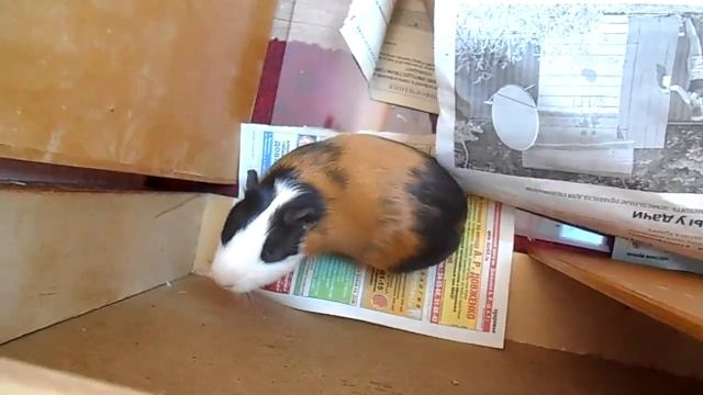 МОЯ ЛЮБОВЬ :3 | ОДИН ДЕНЬ ИЗ ЖИЗНИ МОРСКОЙ СВИНКИ смотреть онлайн