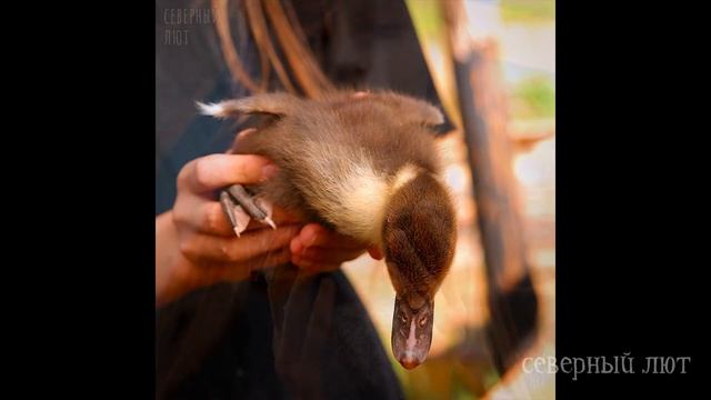 БЕЛЫЙ НАГРУДНИК. Окрасы индоуток: часть 9 - ген белой грудки. Окрасы мускусных уток