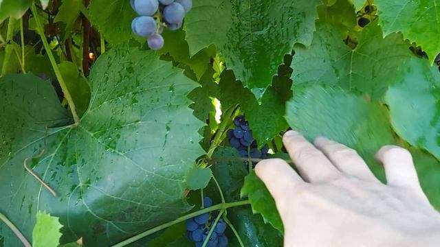 Виноград созрел. Пора собирать. смотреть онлайн