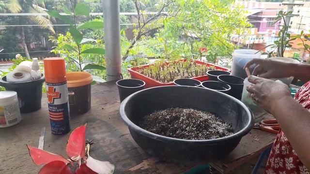 Aglaonema Repotting 😍 смотреть онлайн