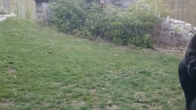 ПОЧЕМУ ТРОЛЛЬ В БРОНЕ ПЛОХОЙ? | Skyrim | Ammunition Time смотреть онлайн