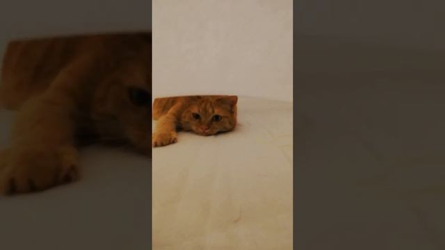 Кошка пухля любит залазить под простыню когда съедят постель 1 смотреть онлайн