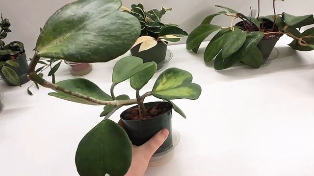 Rooting Hoya Plants in LECA (Hydroton) Let’s Chat! смотреть онлайн