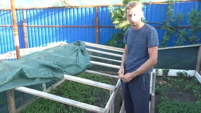 Как и где лучше доращивать сеянцы ели,туи?Сеянцы на доращивание от Хвойного дворика. смотреть онлайн