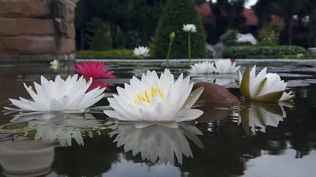 Nymphaea'Manee Siam' смотреть онлайн