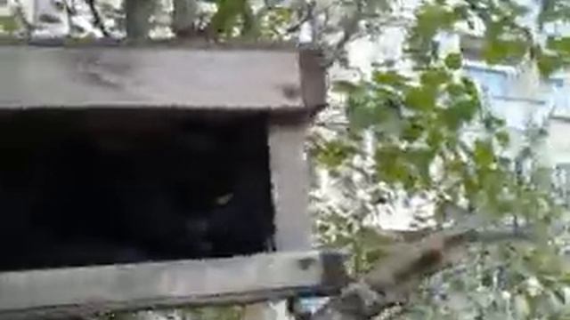 Агрессия кота из кормушки смотреть онлайн