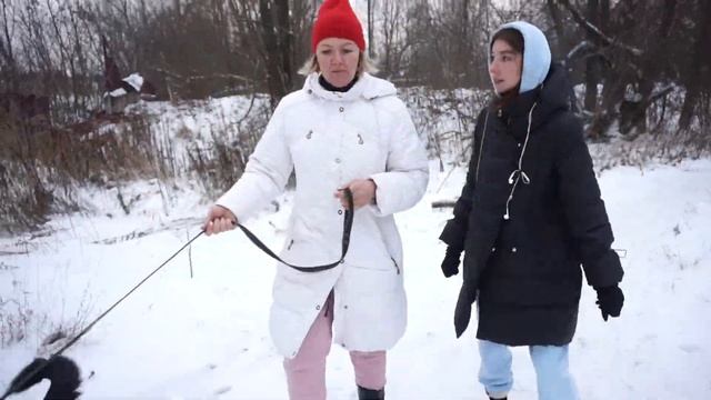 Приют для собак 