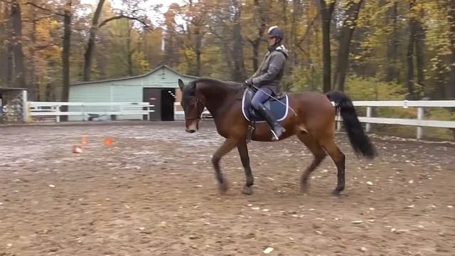 Учим лошадь выходить на повод. Как поставить собранную рысь. смотреть онлайн