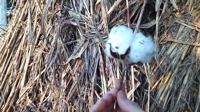 Самый лучший букет :) смотреть онлайн