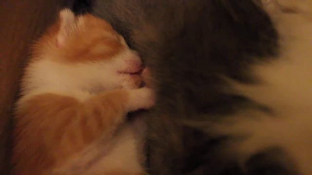 Как котята ведут себя во сне или что им снится? смотреть онлайн