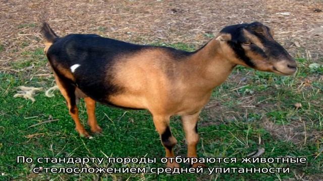 Козы породы Ламанча смотреть онлайн