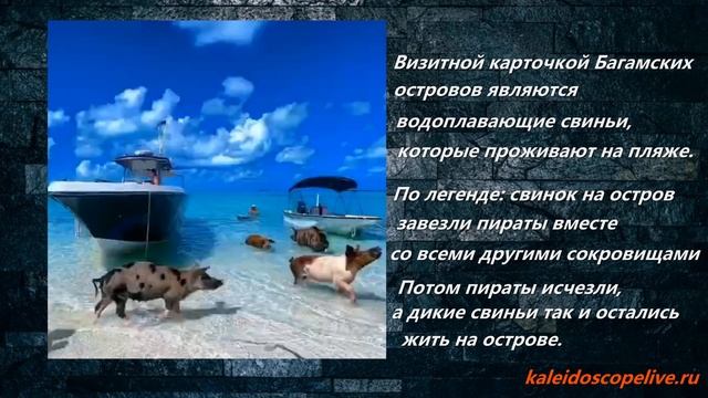 Визитной карточкой Багамских островов являются водоплавающие свиньи, которые проживают на пляже. смотреть онлайн