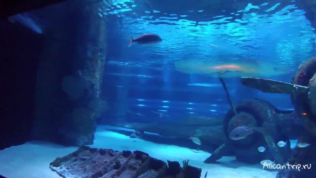 Antalya Aquarium туннельный аквариум-океанариум в Анталии смотреть онлайн