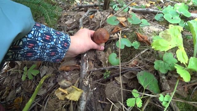 За грибами в лес. 14 сент 2022 2 ч. смотреть онлайн