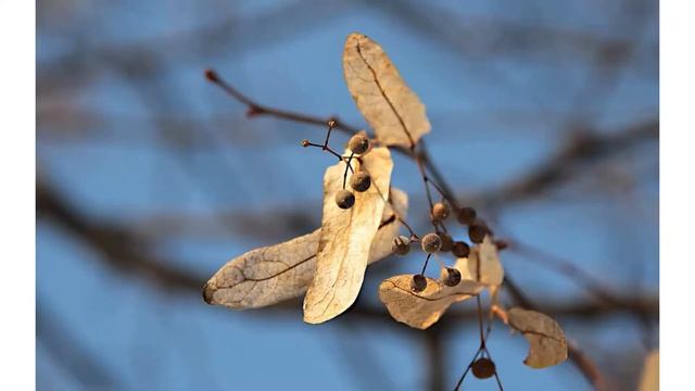 Зимние гости смотреть онлайн