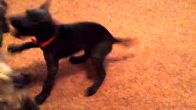 Puppy Tug of War between Italian Greyhound and Cairn Terrier смотреть онлайн