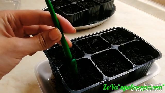 Проращивание семян огурца и лагенарии. ПОДВОЙ и ПРИВОЙ для прививки. ЧАСТЬ№ 1(19-21.04.18) Моск.обл смотреть онлайн