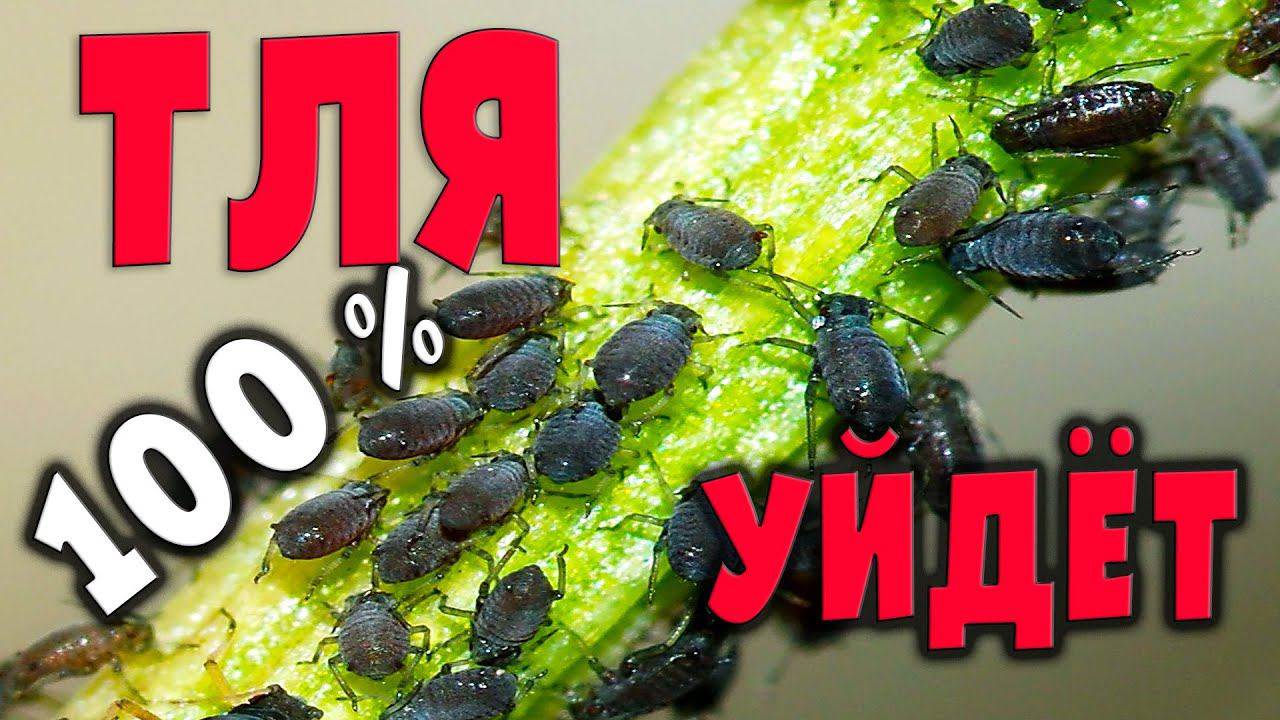Тля уйдет 100 % - без химии смотреть онлайн