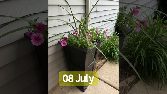 Easy Wave Petunia - Timelapse (Illinois Zone 5 Garden) смотреть онлайн