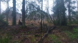 Лайки работают лосей