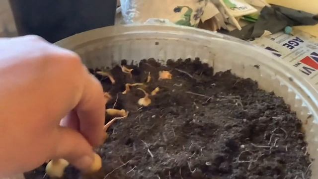 Хватит выращивать 1 луковичку в воде! Давайте к праздникам вырастим лука побольше! Cebollas verdes! смотреть онлайн
