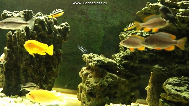 cihlids смотреть онлайн