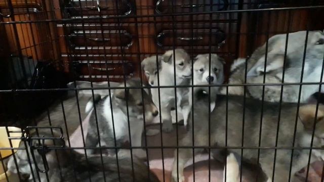 ЩЕНКАМ ВОЛЭНДА 1 МЕСЯЦ смотреть онлайн