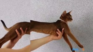 АБИССИНСКАЯ КОШКА (всё о породе)