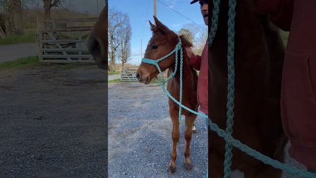 TSP LOT# 2670 - SAWYER - QH/ARABIAN - Colt - 5 Months - $800 смотреть онлайн