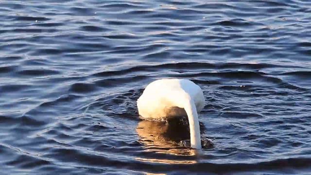 Водные процедуры по утрам. смотреть онлайн
