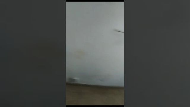 Пушок бесится смотреть онлайн