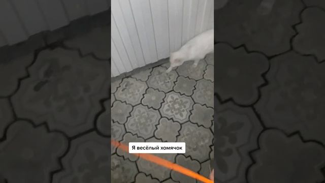 #крыса #животные #мышка #капибара #цезарь #нутрия #цезарьнутрия смотреть онлайн