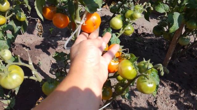 Обзор Томатных Гномов на 23 июля 2022 года. смотреть онлайн