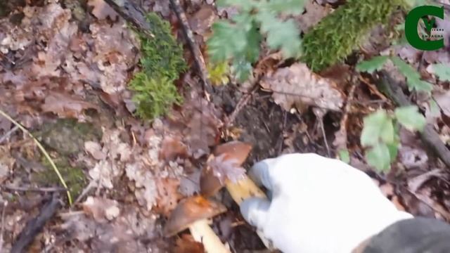 Porcini: prateria di meravigliosi porcini - Boletus aereus смотреть онлайн
