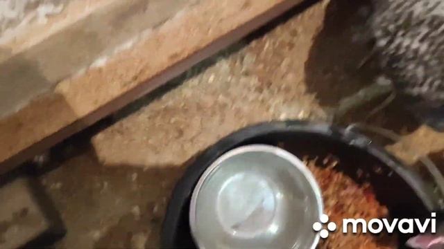 Завели Мехеленскую Кукушку Готовтесь варить Кашу смотреть онлайн