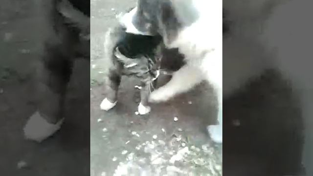 Какосовая стружка для улиток смотреть онлайн