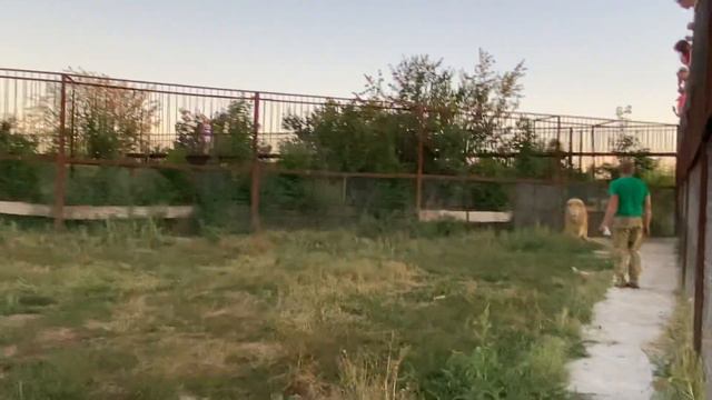 Как Олег Зубков УКРОЩАЛ НЕ КОНТАКТНЫХ БЕЛЫХ ЛЬВОВ ! смотреть онлайн