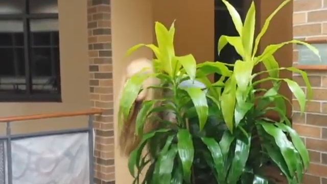 Wartburg Athletes: Long Portrait смотреть онлайн