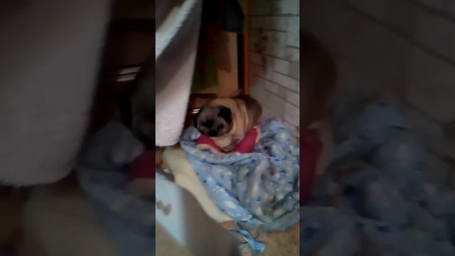 Любовь в жилетку)))) и мопс... смотреть онлайн