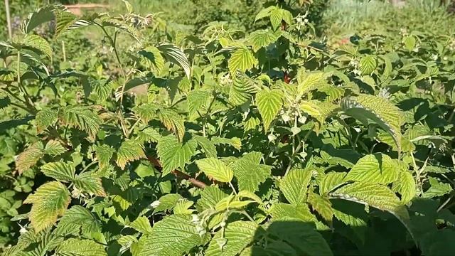 Малина. Уход в мае. Виды и сорта. смотреть онлайн