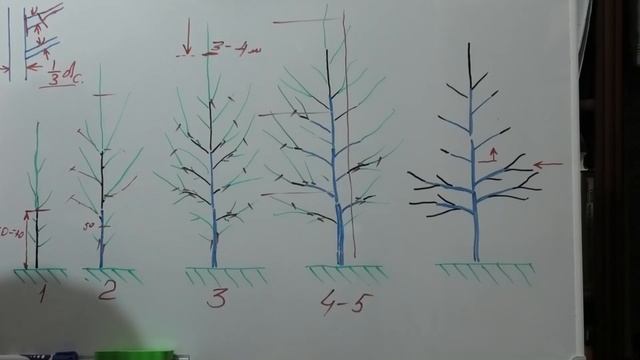 Формировка ЯБЛОНИ Стройное ВЕРЕТЕНО, стройное русское веретено смотреть онлайн