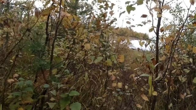 ПАТРОНЫ ИЗ ГОВНА И ПАЛОК-1 СЕРИЯ))) ОХОТА НА ГУСЯ С ПОДХОДА! ЗАКРЫТИЕ КУПАЛЬНОГО СЕЗОНА 2022! смотреть онлайн