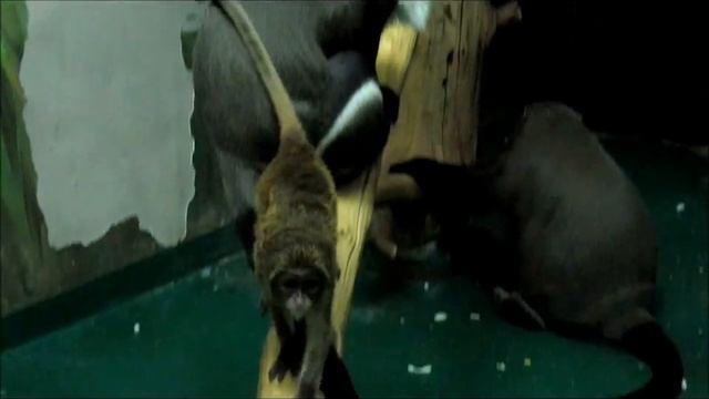 Обезьяны (яванский лангур, колобусы, бразза, гиббон) 15.02.18г. смотреть онлайн