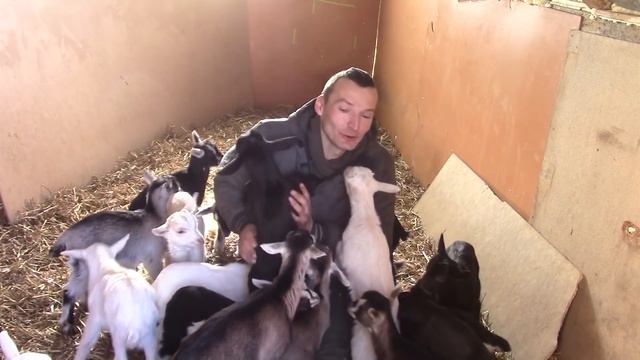 Страшная ошибка в содержании козлят! смотреть онлайн