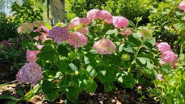 Шикарные гортензии Бесконечное лето и Переменчивая в средней полосе России., в открытом грунте. смотреть онлайн
