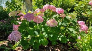 Шикарные гортензии Бесконечное лето и Переменчивая в средней полосе России., в открытом грунте.