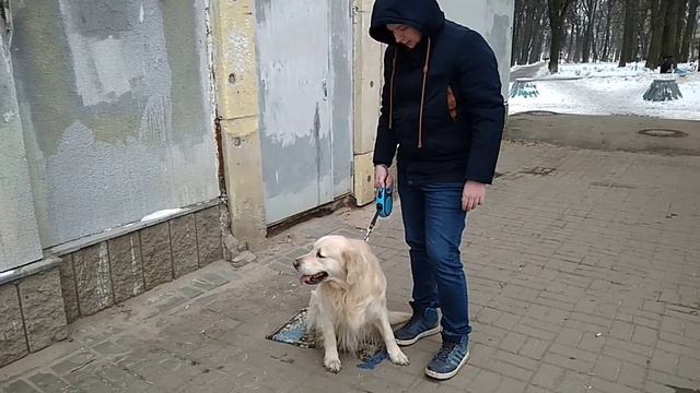 Дрессировка собак -золотистый ретривер Франк 3 года.Дрессировщик Сергей