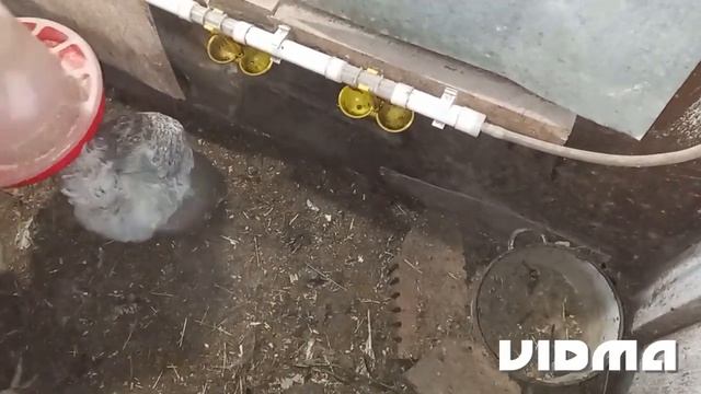 Петухов убрала. Поилку поменяла. Всё почистила. смотреть онлайн