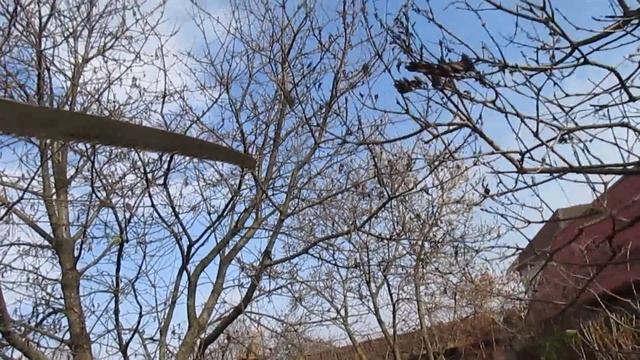 СНИЖЕНИЕ БОЛЬШОЙ И СТАРОЙ ЧЕРЕШНИ. смотреть онлайн