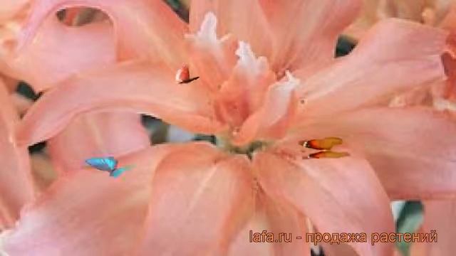 Лилия азиатская махровая Афродита ? обзор: как сажать, луковицы лилии Афродита смотреть онлайн